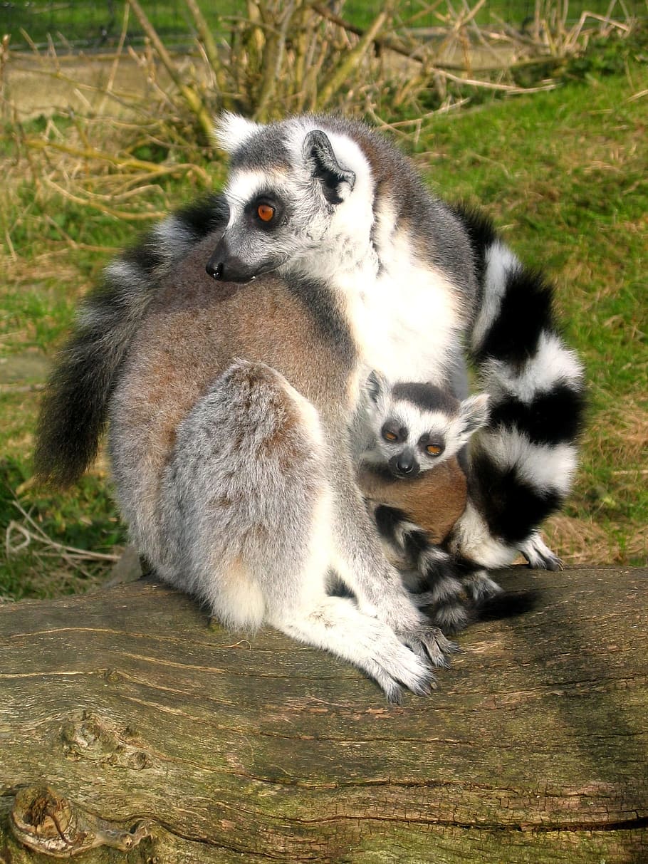 Lemurs, Ring-Tailed, Animals, Cute, plants, grass, nature, outside HD wallpaper