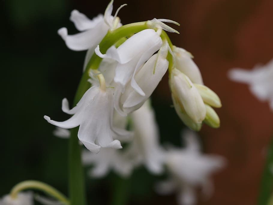 snowdrops, spring, flower, white, botanical, bloom, flowering plant HD wallpaper