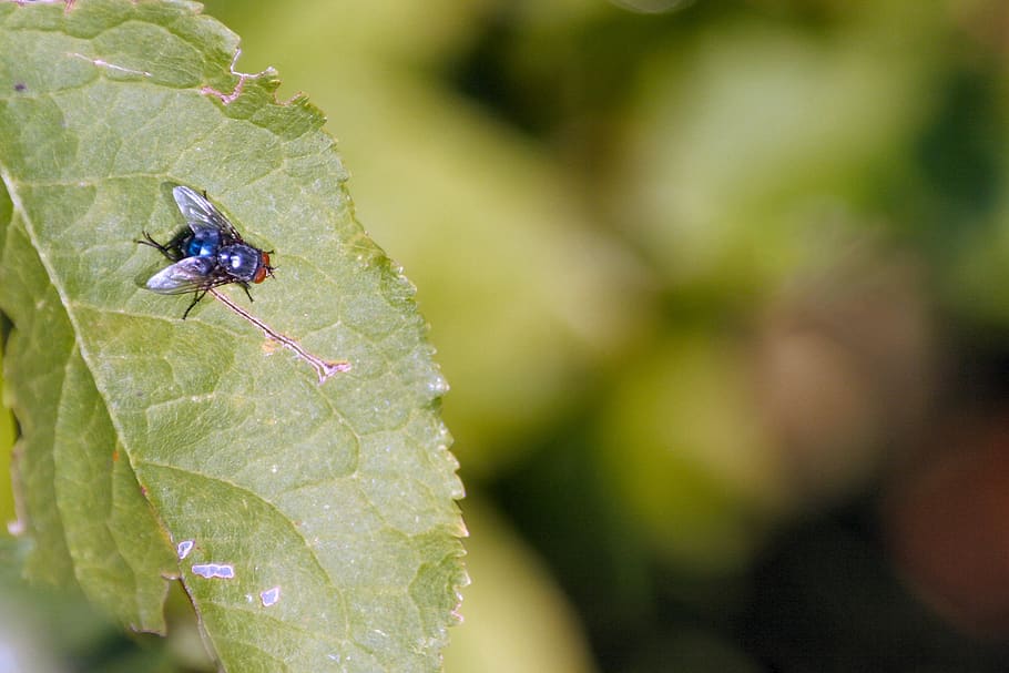 fly, leaf, nature, insect, invertebrate, animal themes, animal wildlife HD wallpaper