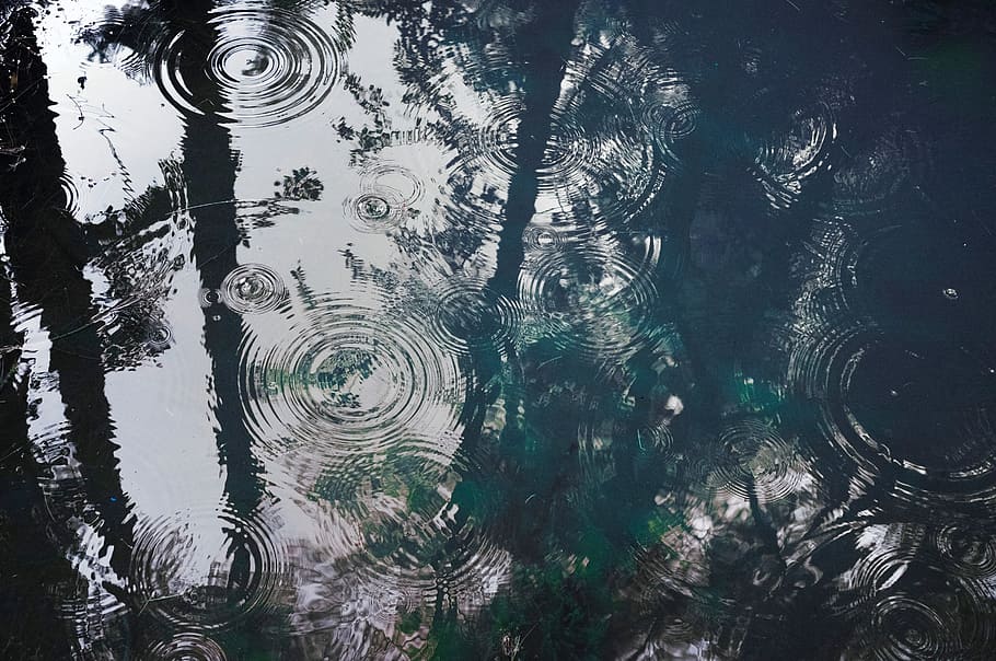 water, rain, drops, tree, reflection, nature, rippled, no people HD wallpaper