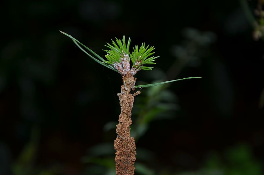 macro, plant, nature, close, close-up, focus on foreground HD wallpaper