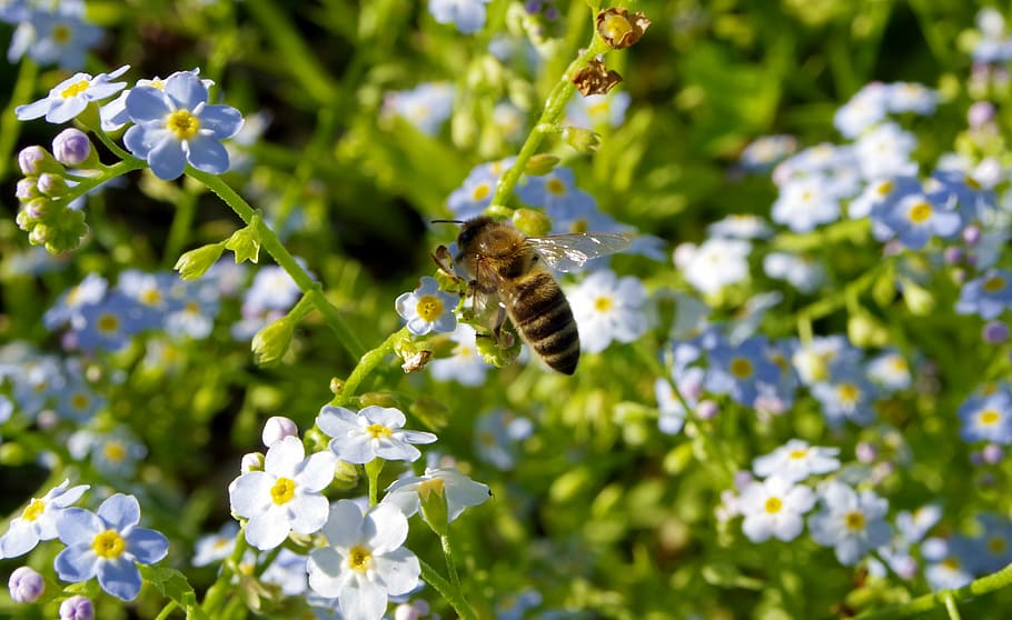 nots, flowers, bee, pollination, pollinate, blue, the delicacy HD wallpaper