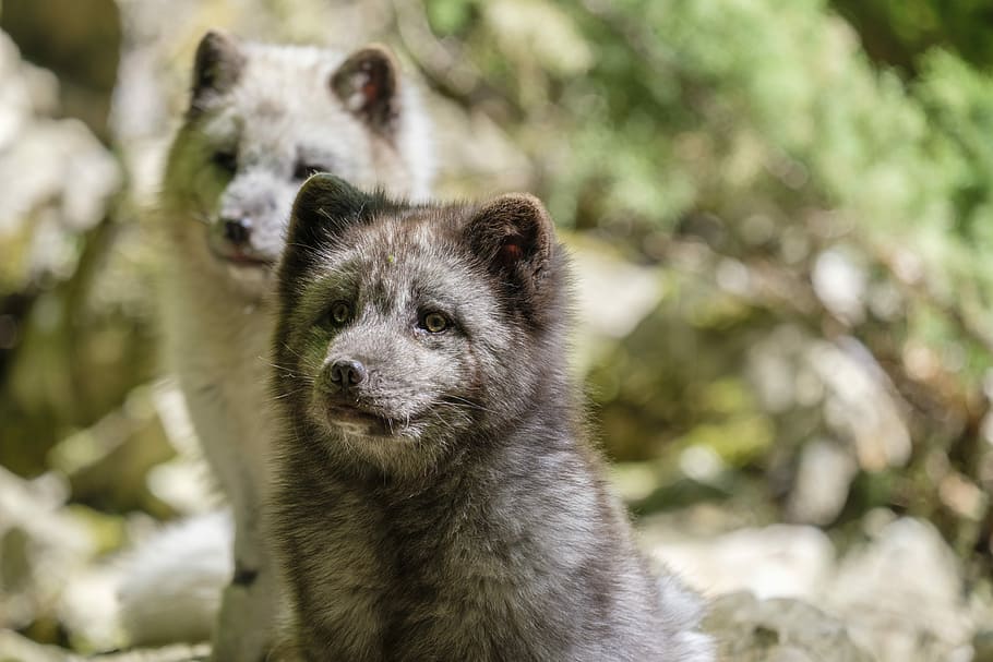 fuchs, arctic fox, ice fox, vulpes, wild animal, predator, animal wildlife HD wallpaper
