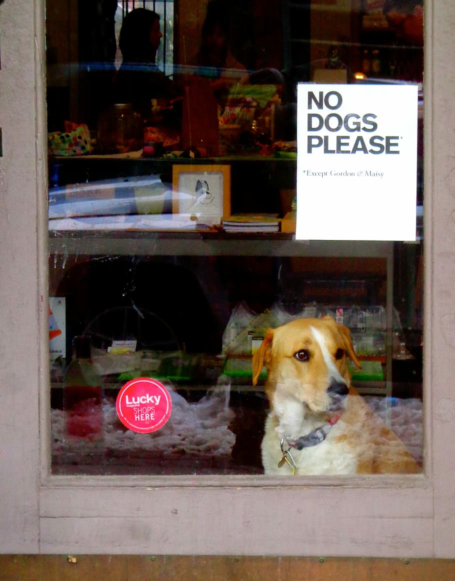 Dog, Sign, Pet, Animal, Domestic, funny, humor, english, funny dog, HD wallpaper