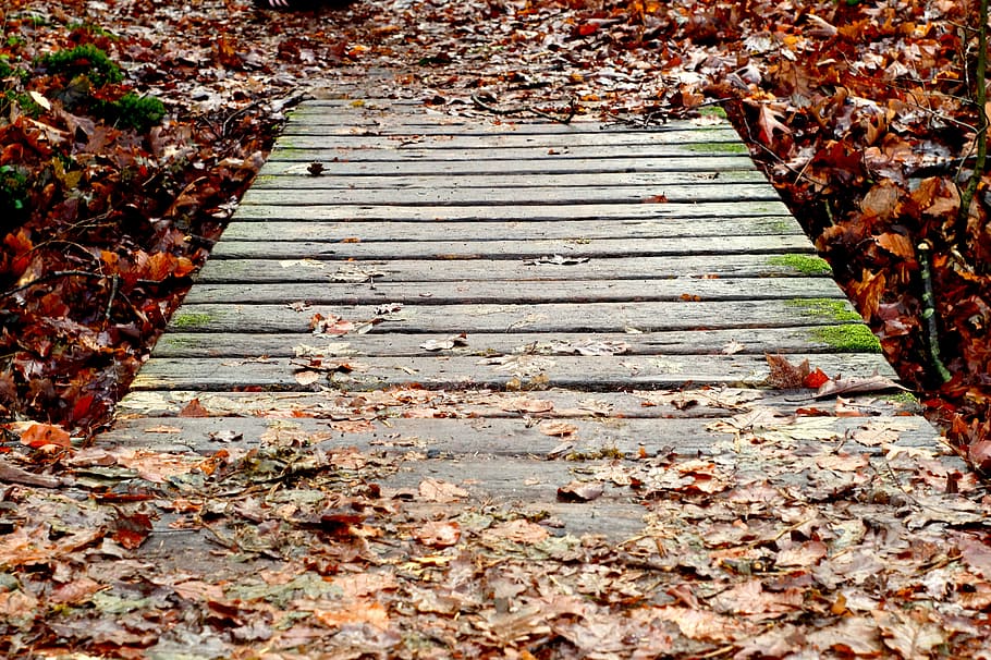 boardwalk, web, bridge, transition, forest, autumn, plant part HD wallpaper