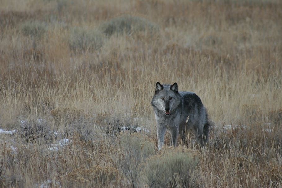 gray wolf standing on beige empty field, wild, looking, wildlife HD wallpaper