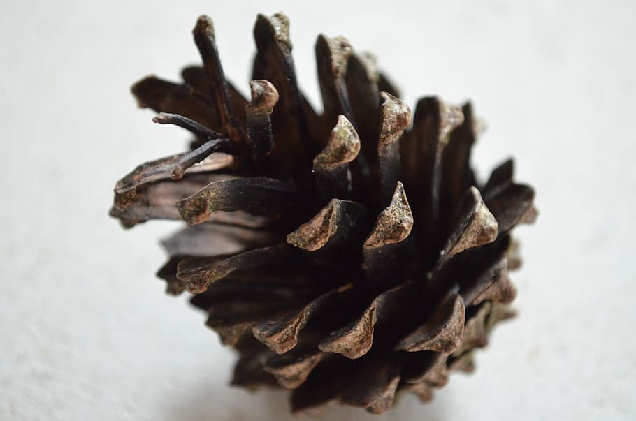 pine cones, close up, close-up, studio shot, still life, indoors HD wallpaper