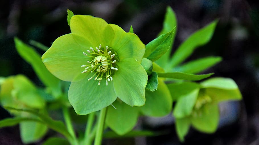 sunshine, spring, nature, flower, plant, flowering plant, freshness HD wallpaper
