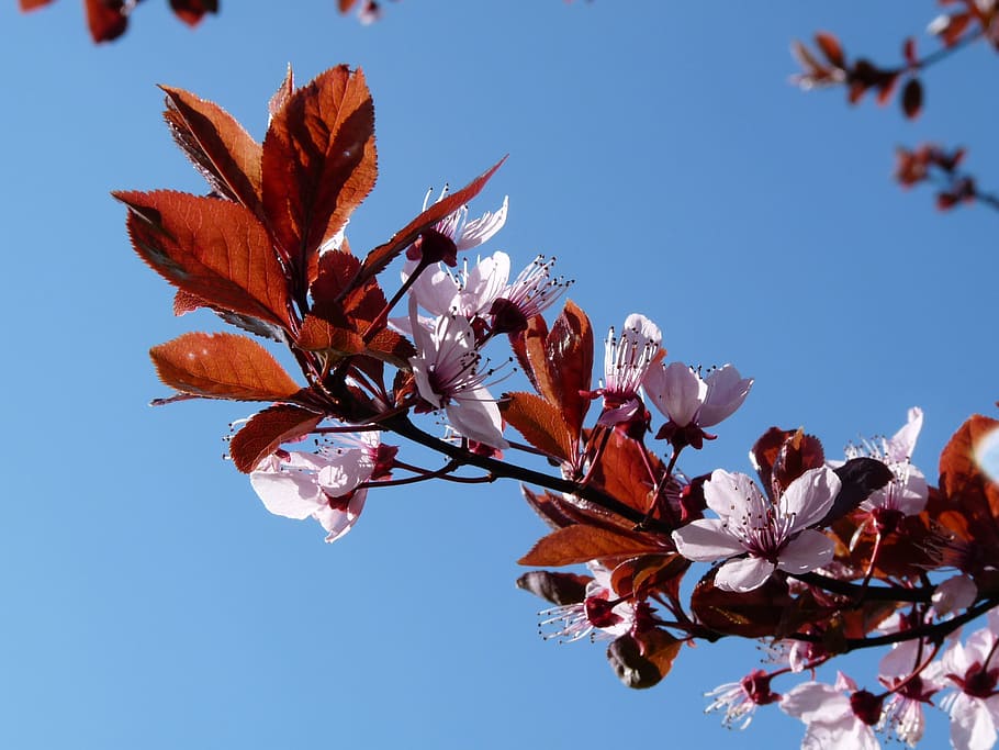 plum, spring, blue, bloom, plant, flower, flowering plant, beauty in nature HD wallpaper