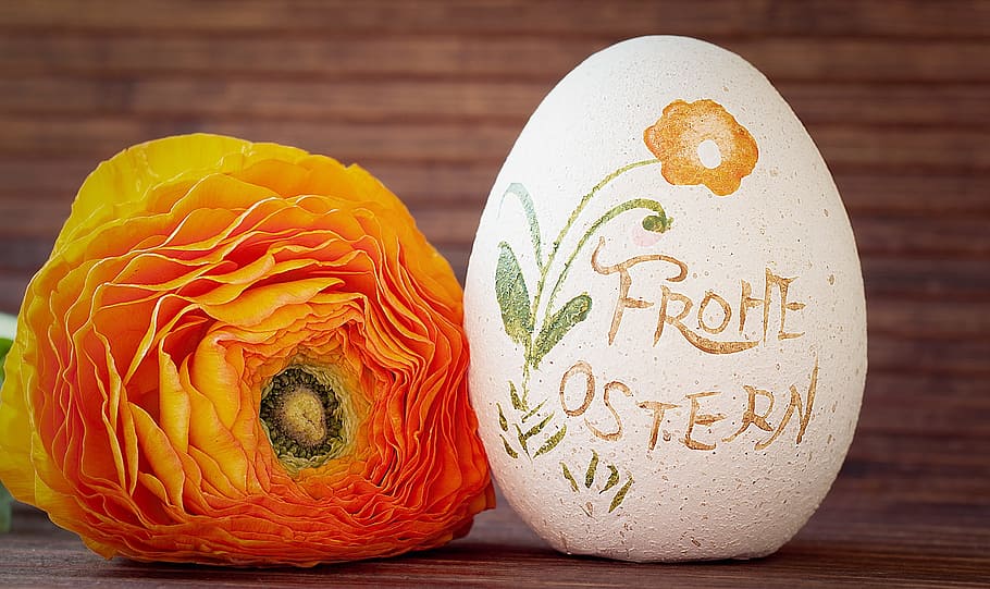 orange flower near white egg, ranunculus, easter egg, deco-ei HD wallpaper