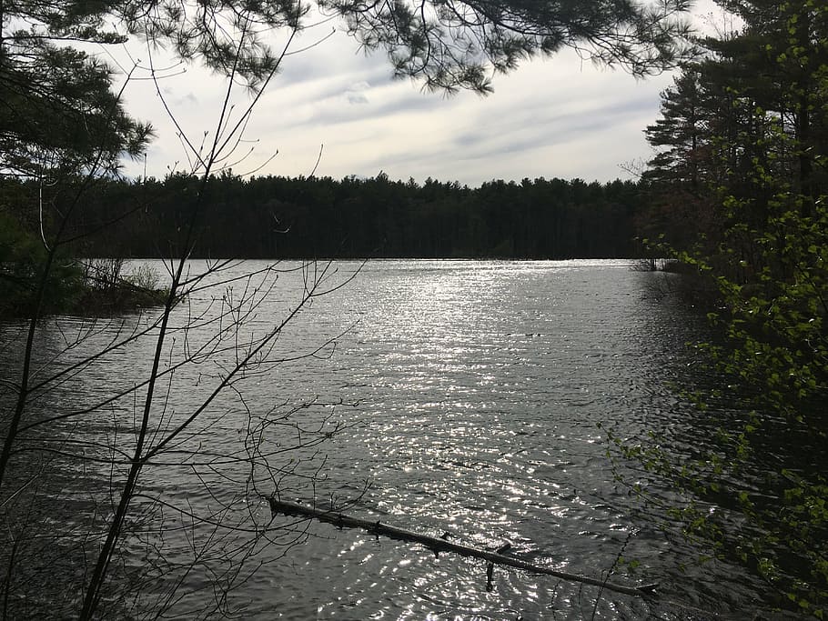 boston, middlesex, hiking, tree, plant, water, tranquility HD wallpaper