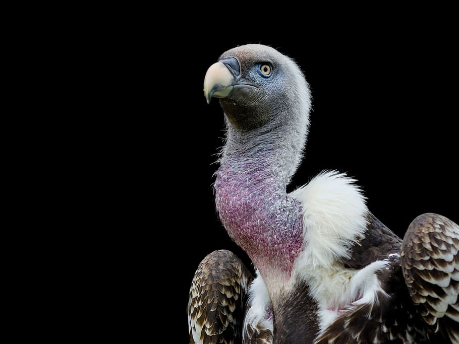white and black bird on black background, raptor, sperber vulture