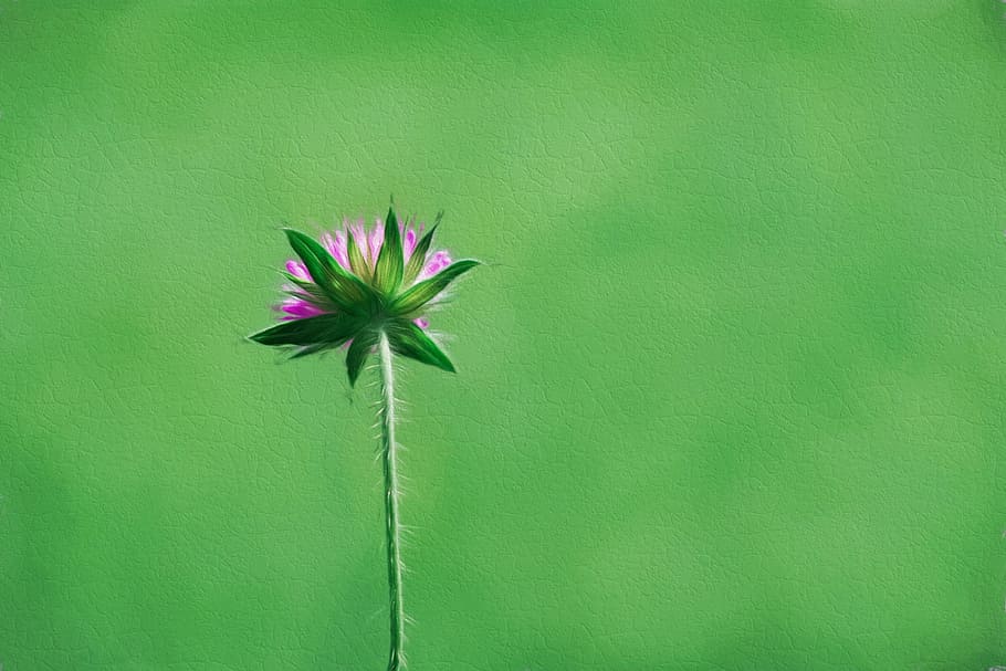 flower, pointed flower, individually, paint, painting, image HD wallpaper
