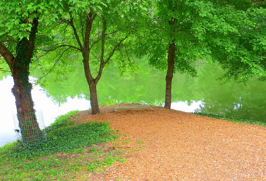 lake, trees, peaceful, bench, green, nature, water, park, summer HD wallpaper