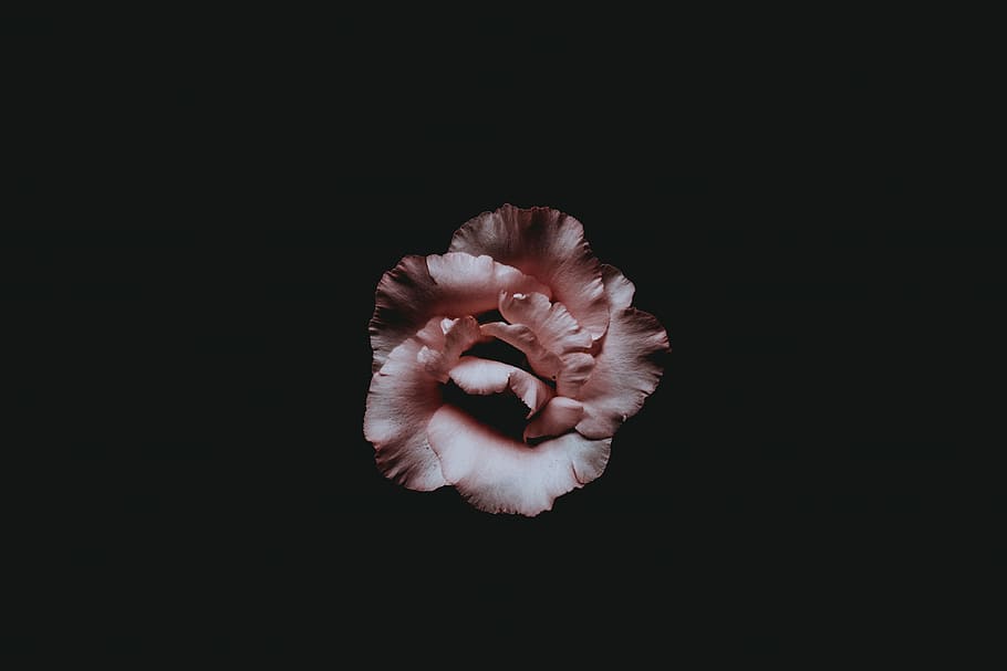 selective color photo of pink rose, pink petaled flower covered by black surface HD wallpaper