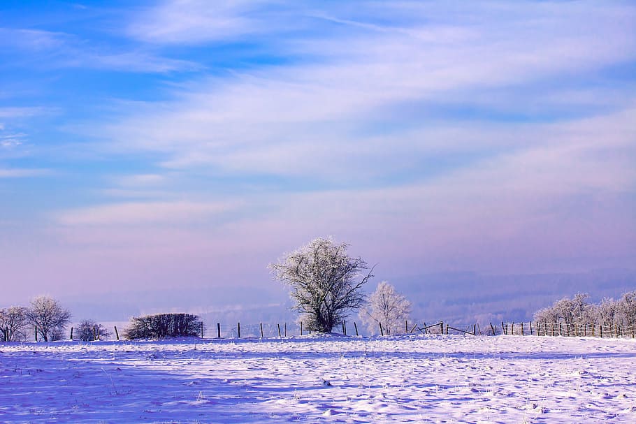 white leafed tree under cloudy sky, dawn, winter, snow, nature HD wallpaper