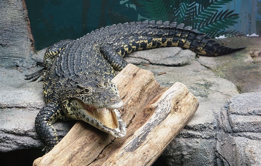 crocodile on surface, Tooth, Alligator, Scale, Head, foot, animal world HD wallpaper