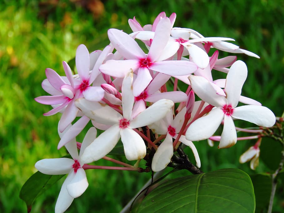 flower, fresh, close up, white, flowering plant, fragility HD wallpaper