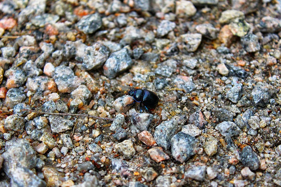 Bug, Black, Gravel, Insect, black bug, beetle, close-up, animal themes HD wallpaper