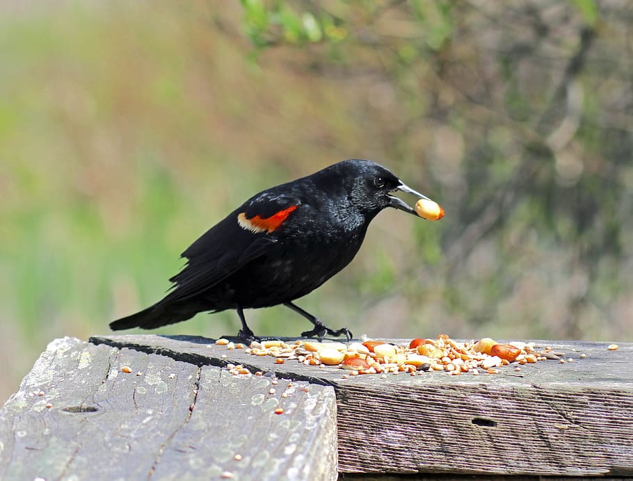 Red Wing, Blackbird, red wing blackbird, red-winged, perched