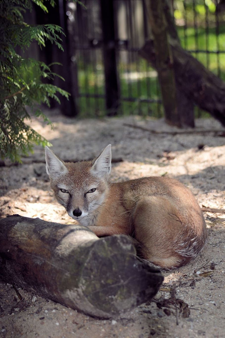 Fox, Curious, Animal, Nature, Wild, Fur, mammal, looking, furry HD wallpaper