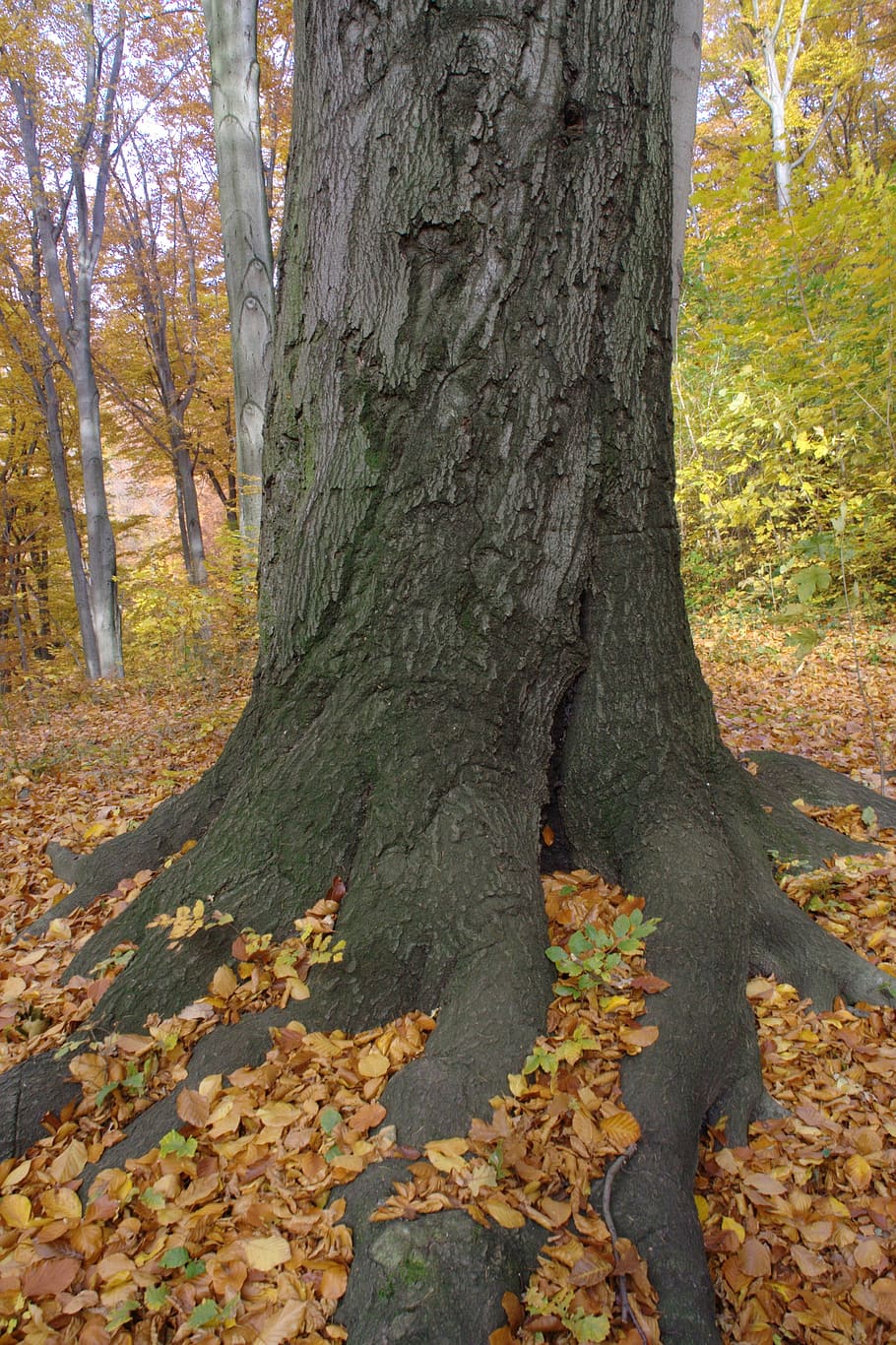 autumn, log, root, leaves, tree root, nature, tree trunk, plant HD wallpaper