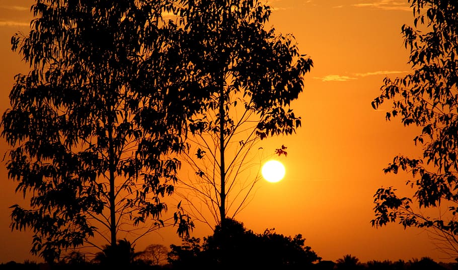 dawn, tree, nature, sunset, sol, sky, silhouette, plant, beauty in nature HD wallpaper