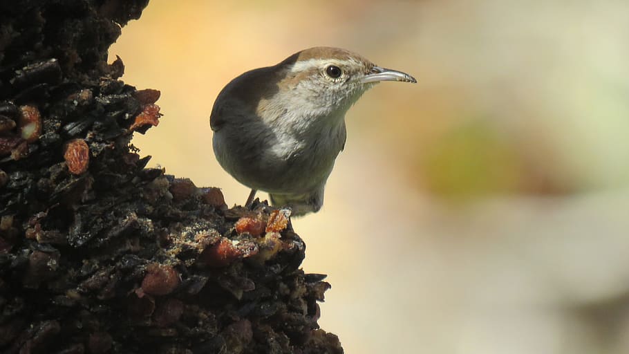 bird, tiny, cute, wildlife, animal themes, one animal, animal wildlife HD wallpaper