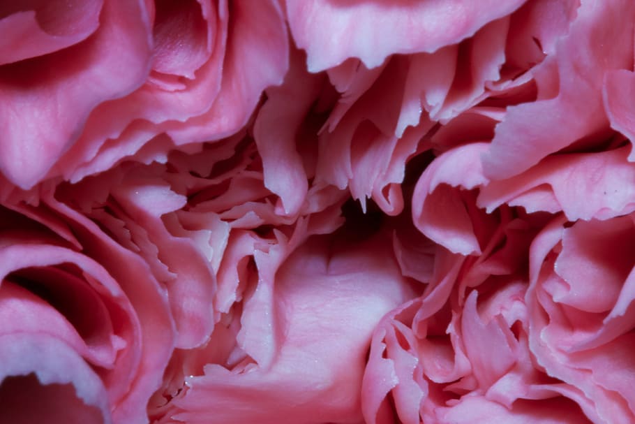 macro, pink, flower, blossom, petals, full frame, backgrounds HD wallpaper