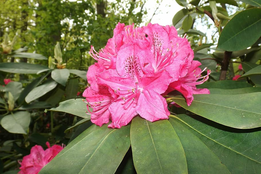 flowers, grass, summer, plant, plant part, pink color, flowering plant HD wallpaper