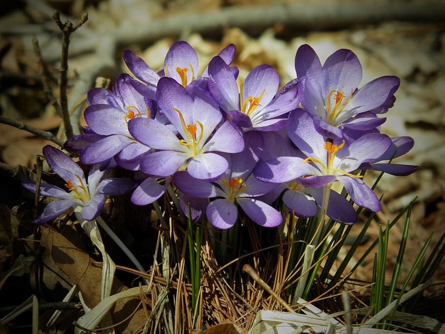 crocus, flower, nature, flora, blooming, petal, purple, flowering plant HD wallpaper