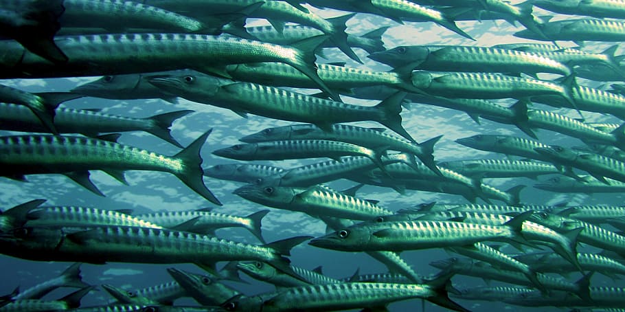 Gray and Silver School of Fish Underwater Photography, barracuda, HD wallpaper