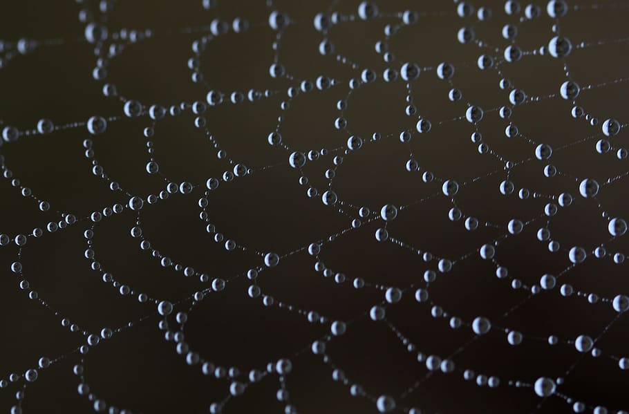 spider web, wet, hooked, place, dew, drops, nature, close-up HD wallpaper
