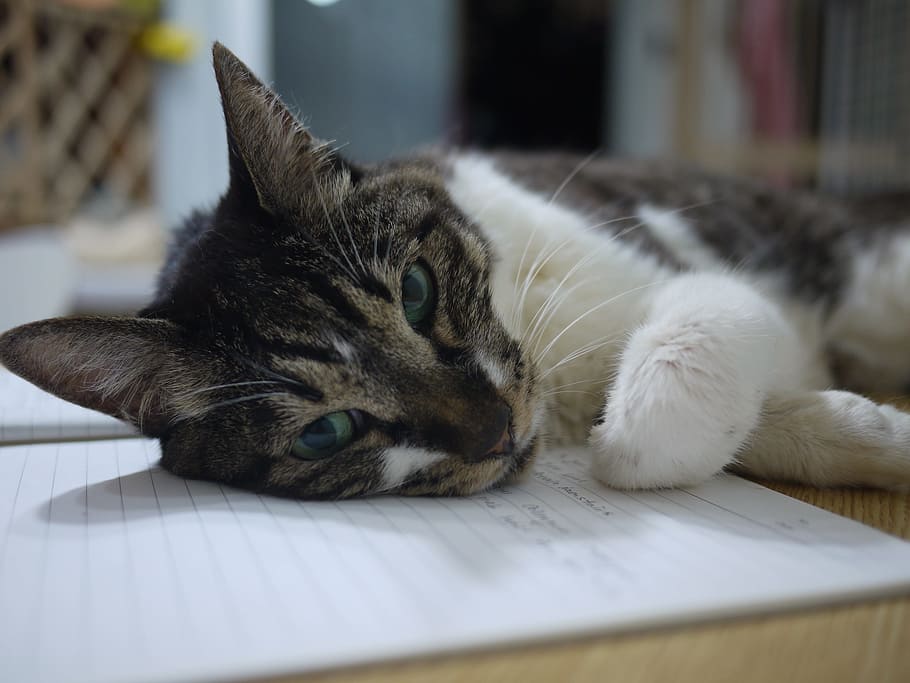 gived, cat, nose short, domestic cat, pets, feline, domestic animals HD wallpaper