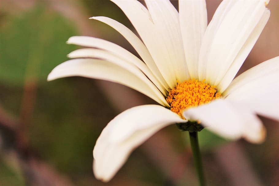 Macro Shot Photography of Daisy Flower, bloom, blooming, blossom HD wallpaper