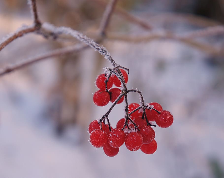Winter, Snow, Cold, Shrubs, Berries, red, fruit, branch, nature HD wallpaper