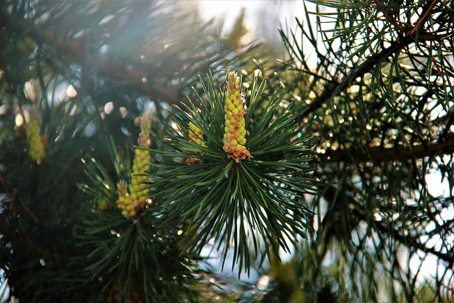 pine, sun, forest, trees, nature, russia, needles, landscape HD wallpaper