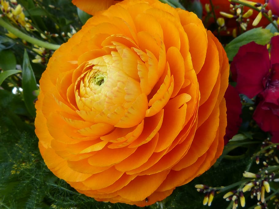 macro, close, blossom, bloom, nature, flower, plant, petals HD wallpaper