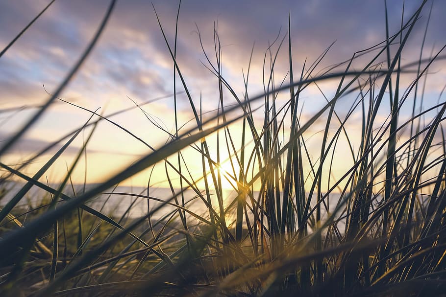 green grass under blue sky, selective focus photography of weed HD wallpaper