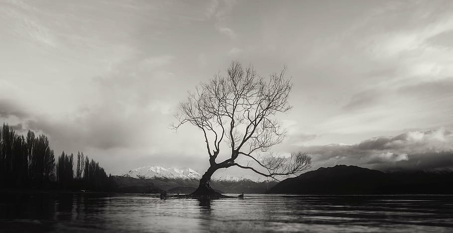grayscale photo of bare tree near body of water, black and white HD wallpaper