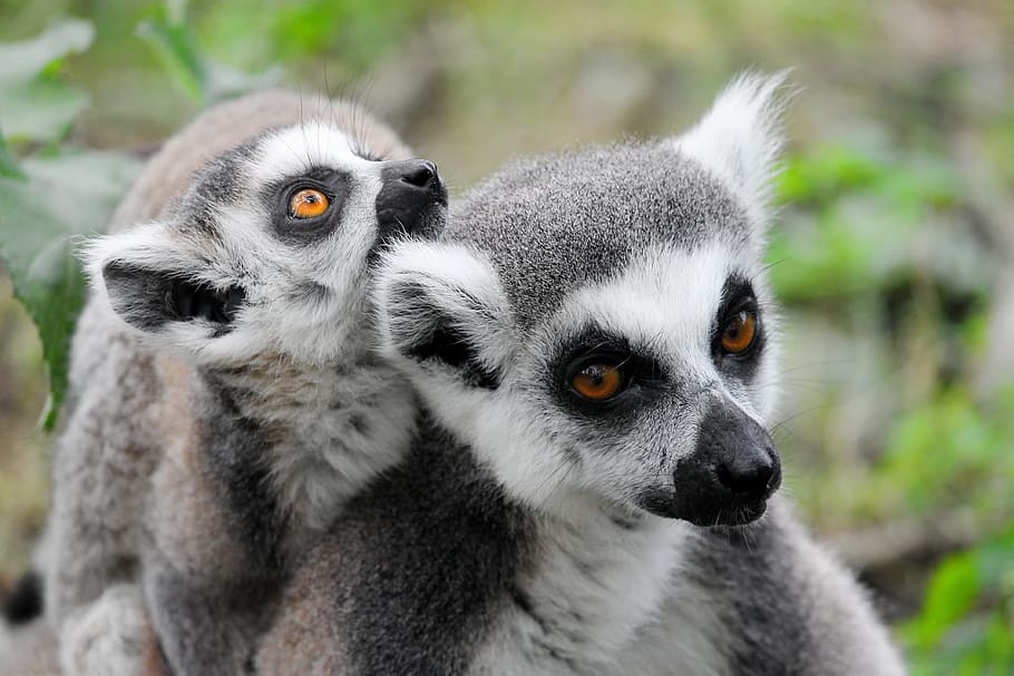 two white-and-gray lemurs, makis, lemurs monkeys, dam, young HD wallpaper