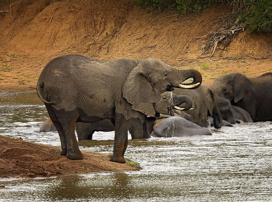 family of elephants dipping on water, trunk, river, ivory, africa HD wallpaper