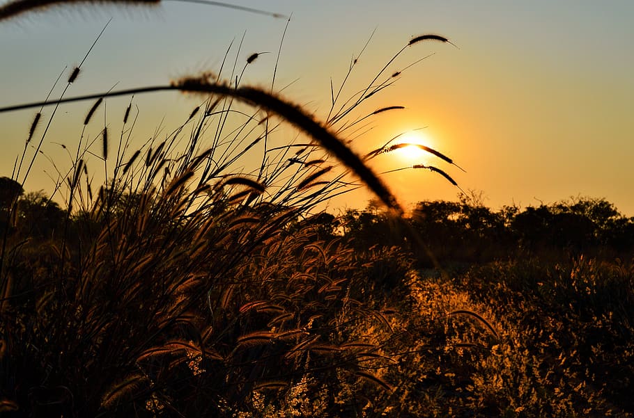 landscape, sunset, sky, nature, plant, growth, field, beauty in nature HD wallpaper
