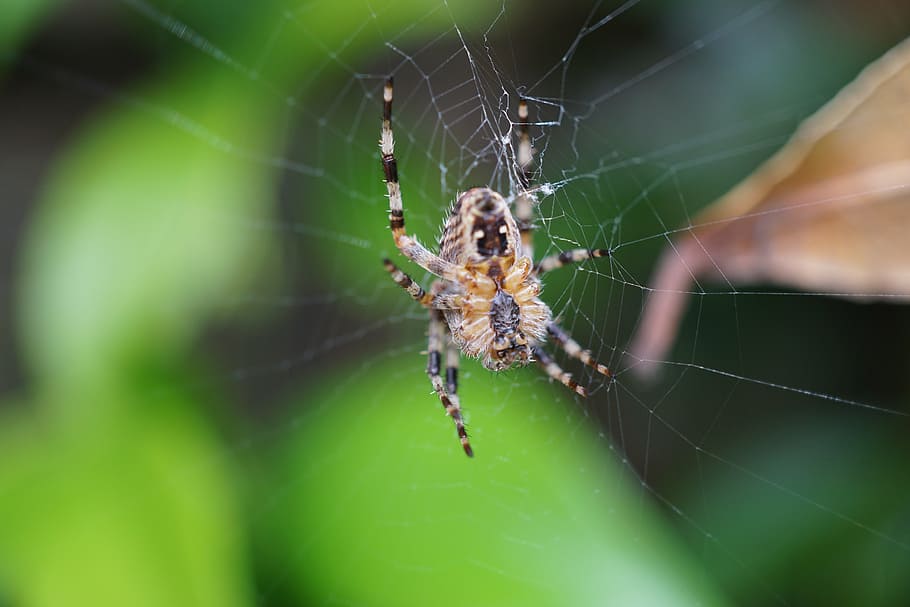 spider, network, close, cobweb, arachnid, nature, spider Web HD wallpaper