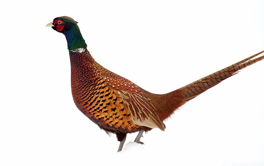 photo of brown and green pheasant, bird, winter, snow, standing HD wallpaper