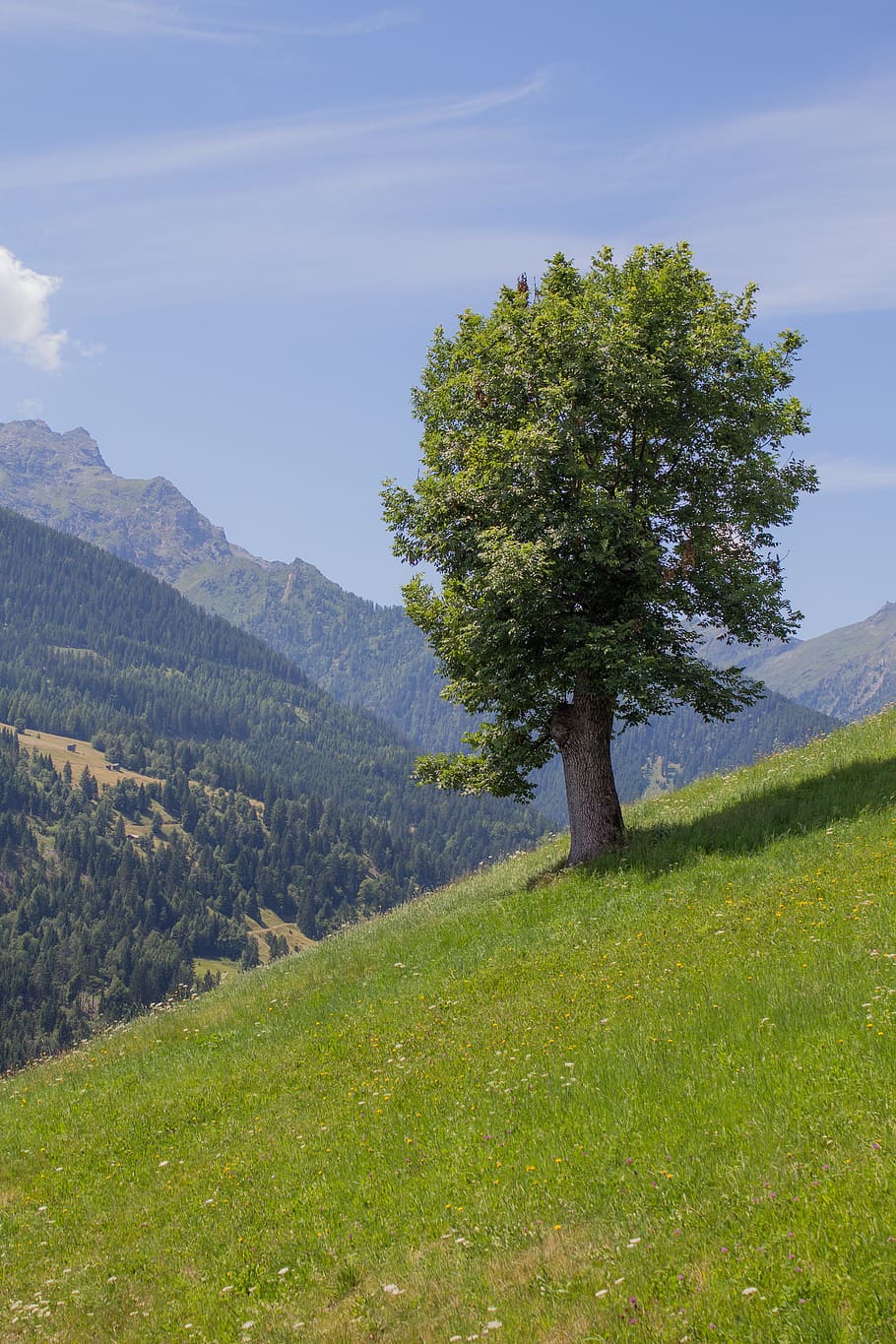 Tree, Carinthia, Nature, summer, landscape, austria, mountains HD wallpaper