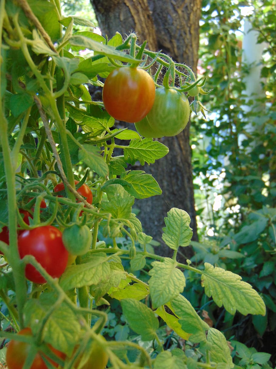 tomatoes, vegetables, crop, fresh, healthy, fruit, leaf, food and drink HD wallpaper