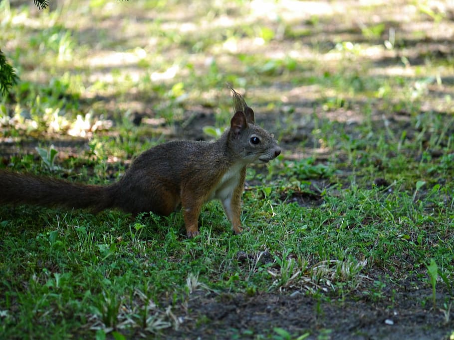 squirrel, rodent, forest, hazel, nature, glean, fauna, animal themes HD wallpaper