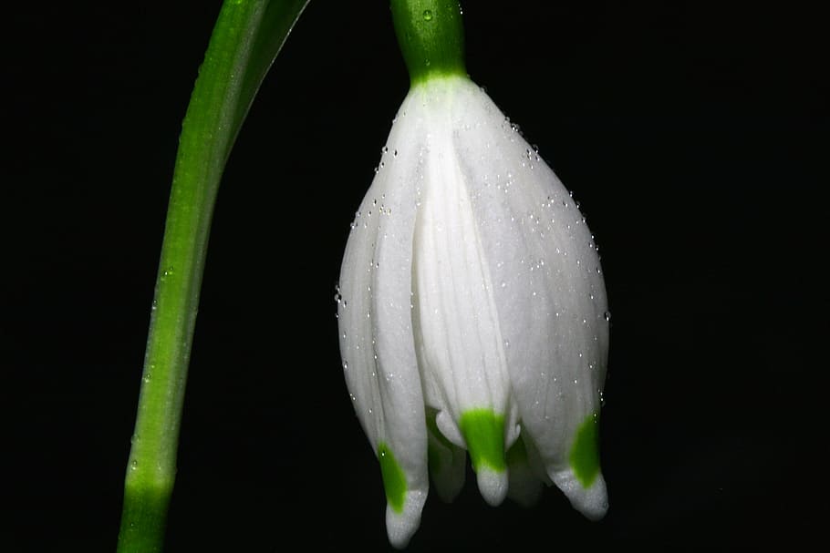 close photo of white petaled flower, snowflake, blossom, bloom HD wallpaper