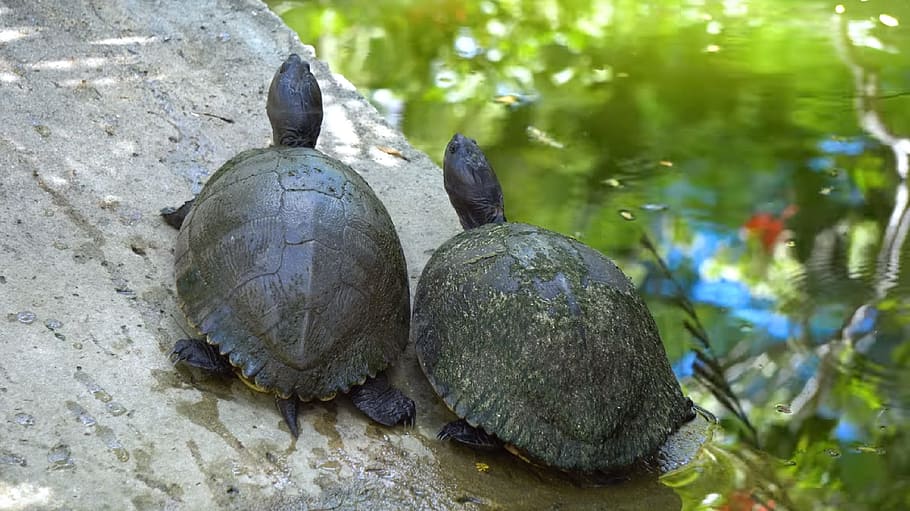 turtle, nature, shell, reptile, tortoise, animal themes, no people HD wallpaper